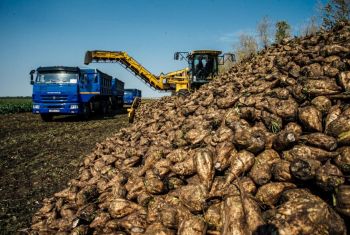 В Башкортостане убрали более 80% площадей с сахарной свеклой