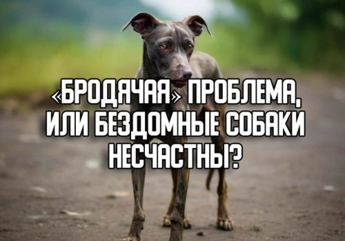 «Бродячая» проблема, или бездомные собаки несчастны?