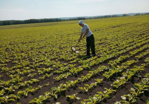 Специалисты Туймазинского МРО филиала ФГБУ «Россельхозцентр» провели фитомониторинг посевов