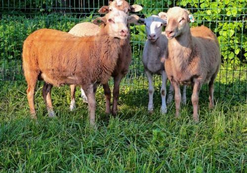 В ООО ФХ «Шаимурат» Кармаскалинского района разводят новую породу овец