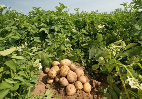 В Башкортостане появится опорный пункт известной картофелеводческой компании