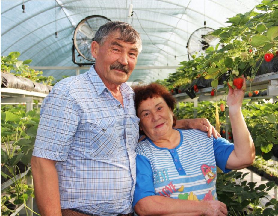 Полки для клубники в теплице